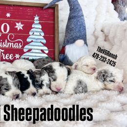 Girl 3 - Merle female Sheepadoodle puppy in Sulphur Bluff, Texas from V6 Ranch Dogs