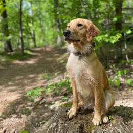 Golden Retrievers from Lakeside Golden Retrievers