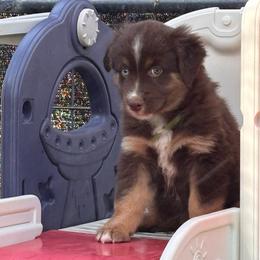 Brown - Red tri male Miniature Australian Shepherd puppy in Arizona from Country Charm Mini Aussies