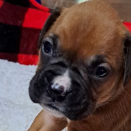 Purple - Fawn Boxer puppy in Franklin, Georgia from Lakeside Kennels of Franklin