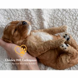 Cockapoo Puppies from Chesley Hill Cockapoos