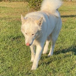 Foxy - Alaskan Malamute
