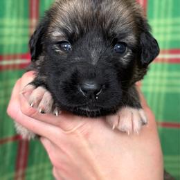 Lips - Gray fawn female Anatolian Shepherd Dog puppy in Rapid River, Michigan from Echolight Australian Shepherds
