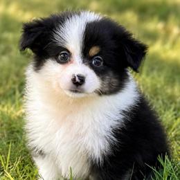 Flamma - Black tri female Toy Australian Shepherd puppy in Leitchfield, Kentucky from Legendmaker MAS