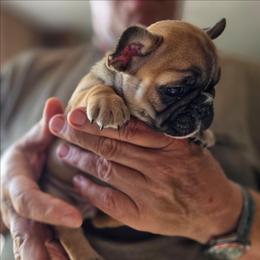 Starr - Fawn female French Bulldog puppy in Solway, Minnesota from PcFrenchies