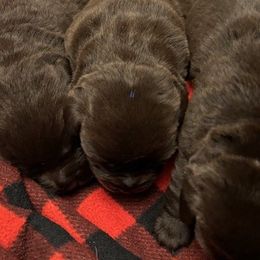 Andy - Chocolate male Labrador Retriever puppy in Amherst, New Hampshire from Hopeville Labradors