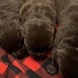 Andy - Chocolate male Labrador Retriever puppy in Amherst, New Hampshire from Hopeville Labradors