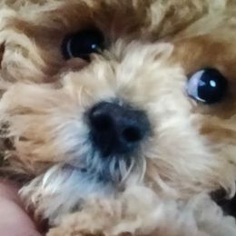 Cavapoos, Goldendoodles, and Poodles from Halo's Heroes Doodles