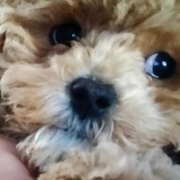 Cavapoos, Goldendoodles, and Poodles from Halo's Heroes Doodles