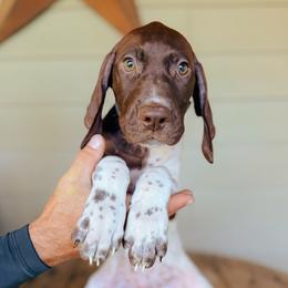 Boy 3 - Blue - White and liver male German Shorthaired Pointer puppy in Lake City, Fl, Florida from Spradley Springers & GSP's