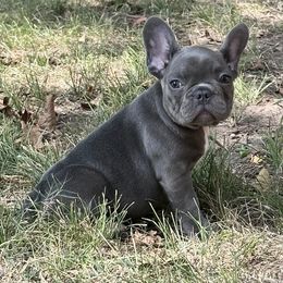 Dexter - Blue male French Bulldog puppy in Greenfield, Missouri from Hope Mountain French Bulldogs