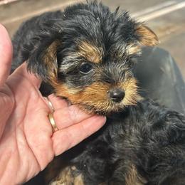 Tess ,click for price,info - Chocolate and tan female Yorkshire Terrier puppy in Kingston, Oklahoma from Lake Life