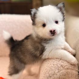Nyx - Wolf sable female Pomsky puppy in Lincoln, Nebraska from Blue Heaven Pomsky