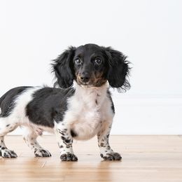 Dachshund puppies from Michelle Walgren's Dachshunds