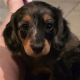 JEWEL - Dapple female Dachshund puppy in Paradise, Texas from C and J Minis