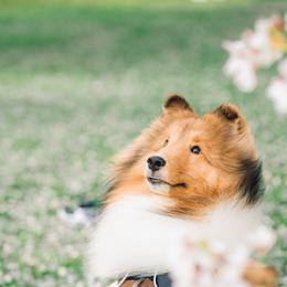Shetland Sheepdog All Grown Up from mvshelties
