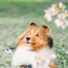 Shetland Sheepdog All Grown Up from mvshelties