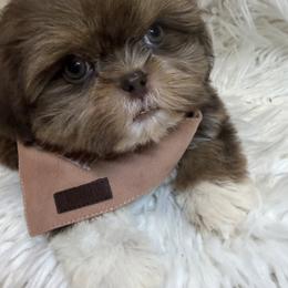 Kingston - Liver and white male Shih Tzu puppy in Coolidge, Arizona from Shih Tzu’s  ‘N’ Love