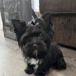 Jazz - Yorkshire Terrier