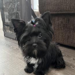 Jazz - Yorkshire Terrier