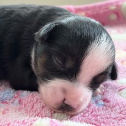 Loretta - Black tri female Toy Australian Shepherd puppy in Covington, Louisiana from Corner Oak Aussies