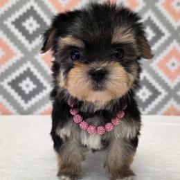 Amelia TEACUP - Black & tan tri-color female Morkie puppy in Monticello, Iowa from Ashley’s Puppies
