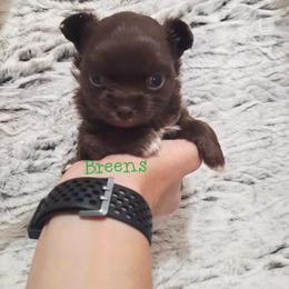 Chocolate boy - Chocolate male Chihuahua puppy in Richmond, Virginia from Breens