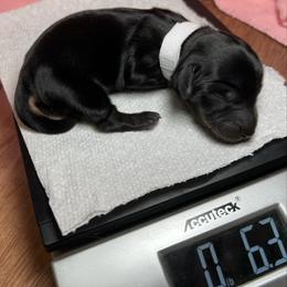 Romeo - Black and cream male Dachshund puppy in Prescott, Arizona from Dachshund Family Love Breeders