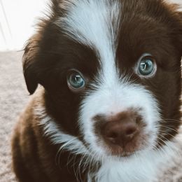 Edward - Red & white Miniature Australian Shepherd puppy in Kaufman, Texas from Xoxo Aussies