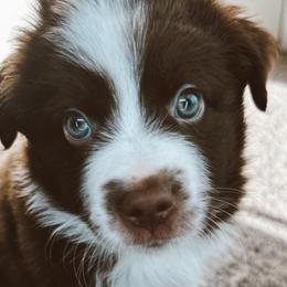 Edward - Red & white Miniature Australian Shepherd puppy in Kaufman, Texas from Xoxo Aussies