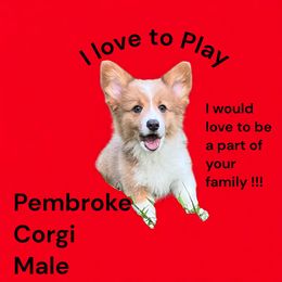 Green collar - White and fawn male Pembroke Welsh Corgi puppy in Port Republic, Maryland from Bestfurends