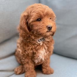 Peanut - Apricot male Goldendoodle puppy in Twin Falls, Idaho from Magic Valley Family Doodles