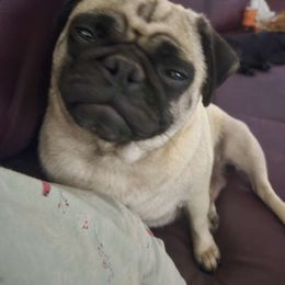 Sunny - Pug