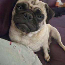 Sunny - Pug