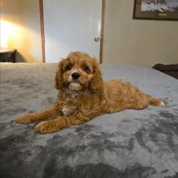 Rolfie - Red male Cavapoo puppy in Copan, Oklahoma from Tatums cavapoos