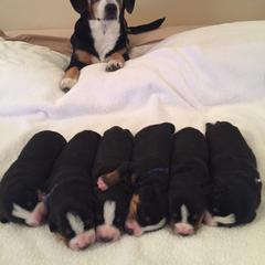 Entlebucher Mountain Dog Puppies from Royal Peak Entlebuchers
