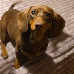 Rio - Dachshund