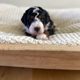 Bernedoodle, Goldendoodle, and Poodle Puppies from Central Valley Canine Companions