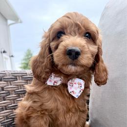 Puppy 4 - Apricot female Irish Doodle puppy in Bloomfield, Iowa from Schooley Doodles