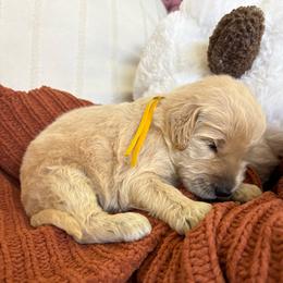 Yellow - Cream female Goldendoodle puppy in Brooksville, Florida from Abby’s Standard Goldendoodles