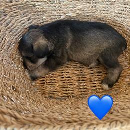 Fluffy - Salt and pepper male Miniature Schnauzer puppy in Bloomington, California from Mini Beard Buster Kennel