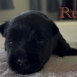 Scottish Terrier puppies from Johnson's Highland Terriers