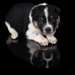 Pinky - Black tri female Miniature Australian Shepherd puppy in Missouri from Country Legends Aussies & Corgis