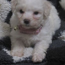 Bonnie - White female Bichon Frise puppy in Rockbridge Baths, Virginia from Bichon Oasis