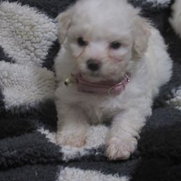 Bonnie - White female Bichon Frise puppy in Rockbridge Baths, Virginia from Bichon Oasis