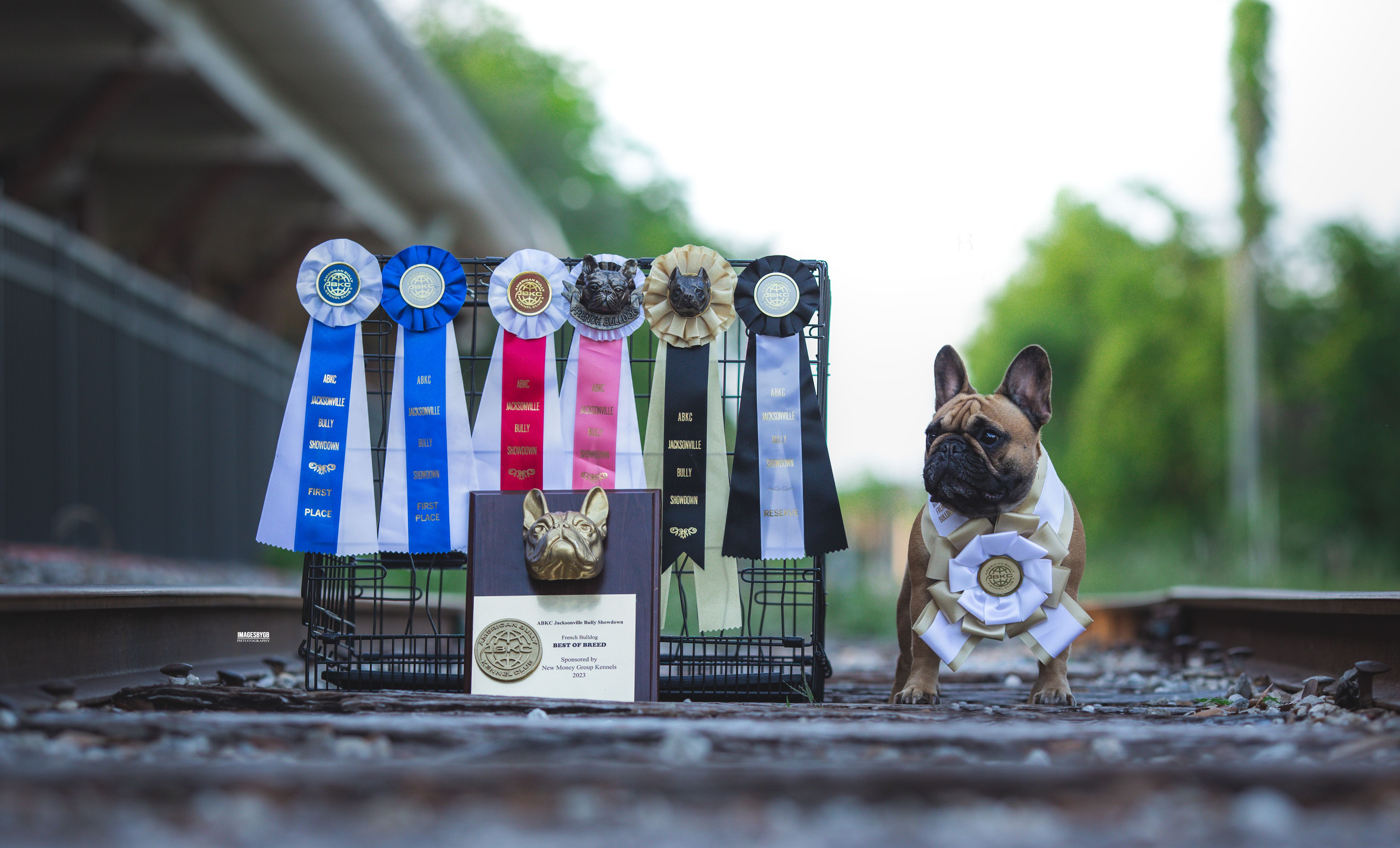 ABKC Jacksonville Bully Showdown III