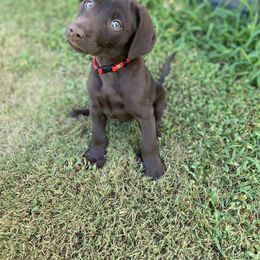 Labrador Retriever Puppies from Dry Pond Retrievers, LLC