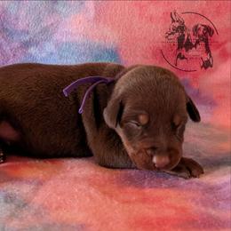 Female 3 - Purple Collar - Red and rust female Doberman Pinscher puppy in Spencer, Indiana from Jackson's Dobermans