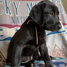 Tan Girl - Black female Labrador Retriever puppy in Lincoln, Nebraska from Labrador Retriever Breedings