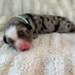 Cubbie - Merle male Bernedoodle puppy in Waco, Texas from Blessings Pups Doodles